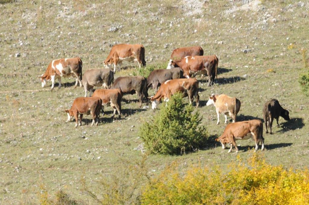 Bio Agriturismo Valle Scannese Willa Scanno Zewnętrze zdjęcie